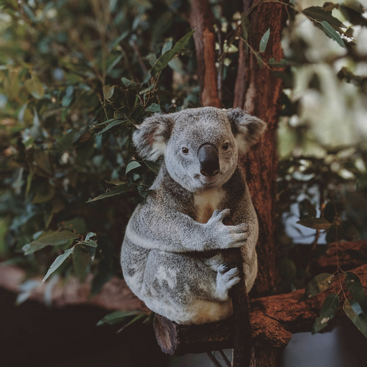 Meet Australian Animals in Nature - Discover the Unique Fauna of Down Under